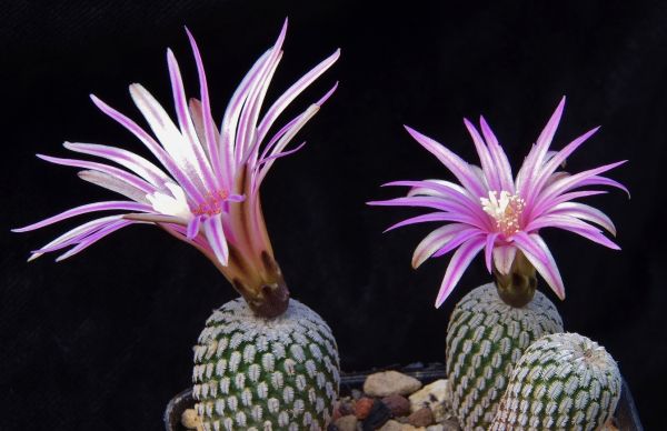 Turbinicarpus pseudopectinatus