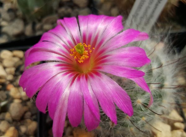 Mammillaria guelzowiana var. robustior