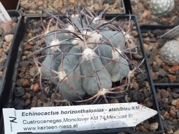 Echinocactus horizontalonius Stahlblau KM 74