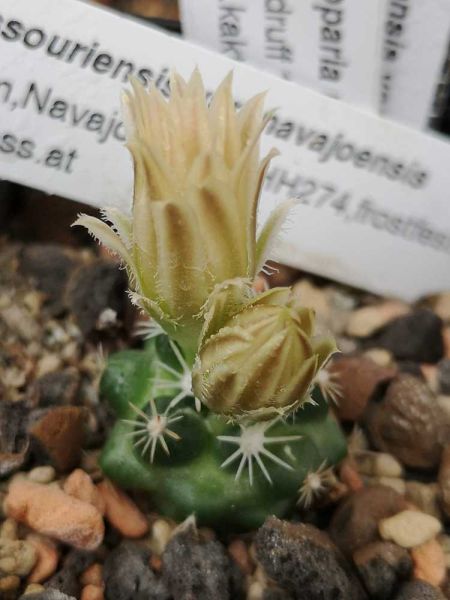 Escoparia missouriensis var. navajoensis