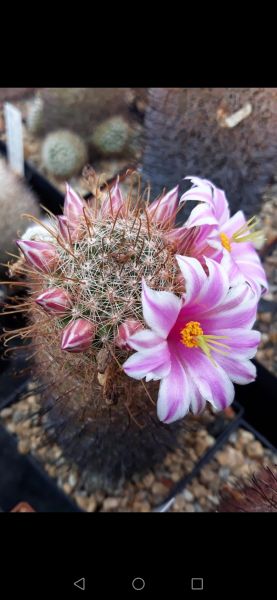 Mammillaria grahamii