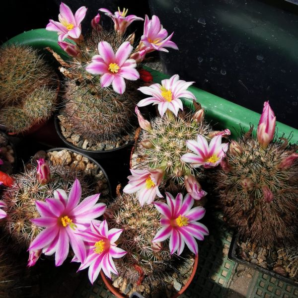 Mammillaria blosfeldiana