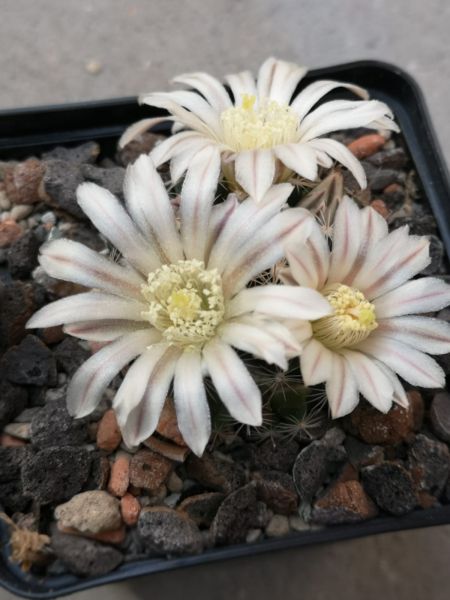 Mammillaria coahuilensis