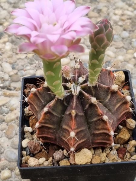 Gymnocalycium damsii var. tucavocense