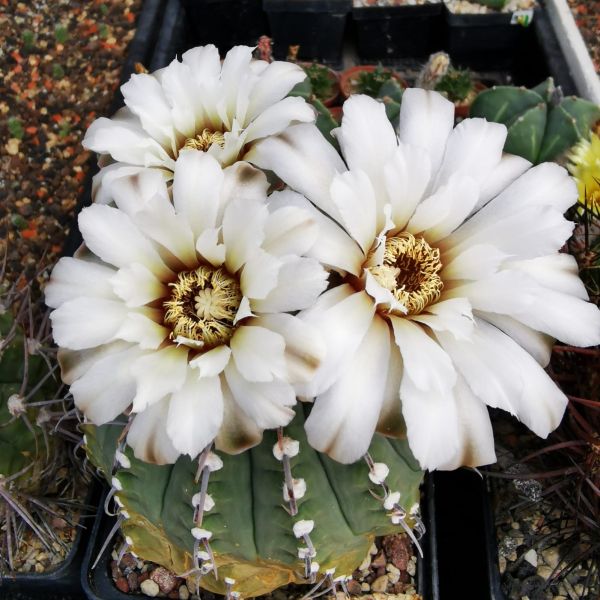 Gymnocalycium vatterii VOS 05-172