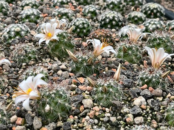 Mammillaria goodrichii