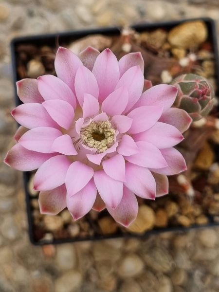 Gymnocalycium damsii var. tucavocense