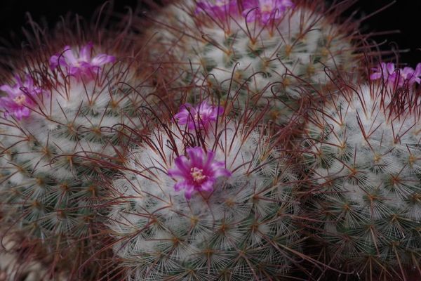 Mammillaria bombycina