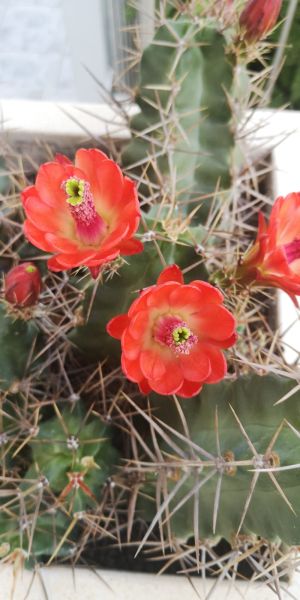 echinocereus-triglochidiatus