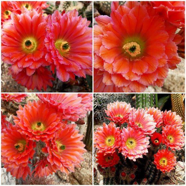 Echinocereus fabella (plomreichii) Hybrid