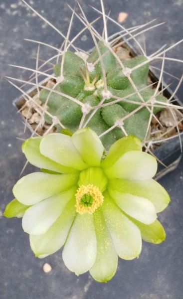 Echinocereus mojavensis