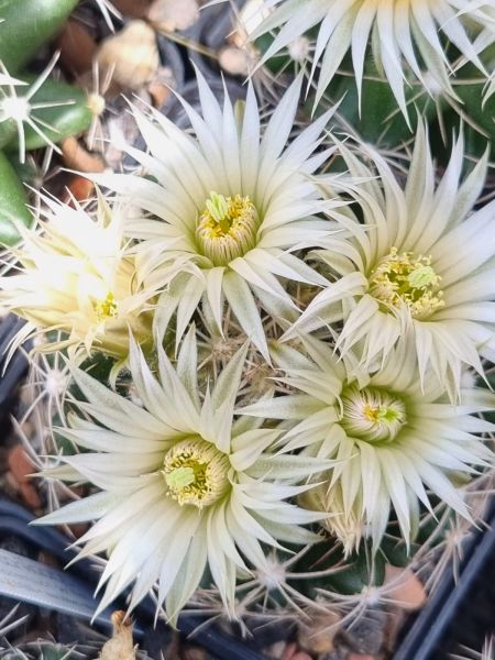 Escobaria missouriensis subsp. asperispina