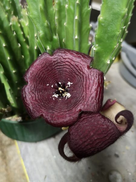 Stapelia hirsuta