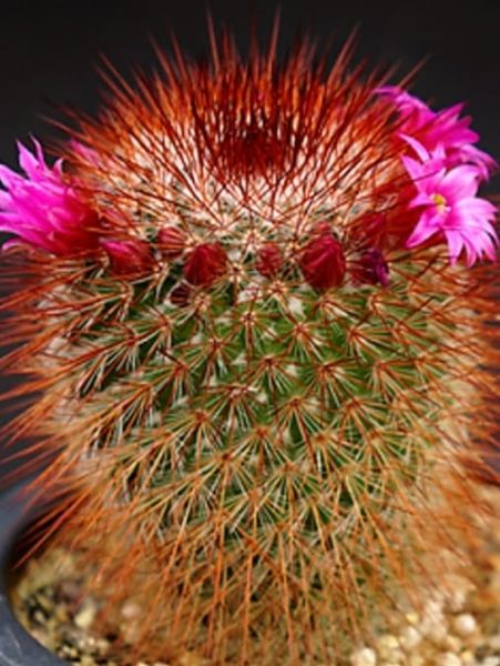 Mammillaria spinnosissima rubrispina