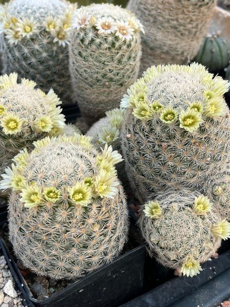 Mammillaria lasiacantha ssp. magallanii