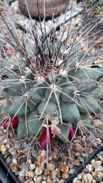 Mammillaria melanocentra (Euthele)