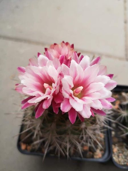 Pyrrhocactus floccosus