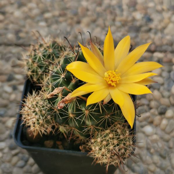 Mammillaria beneckei