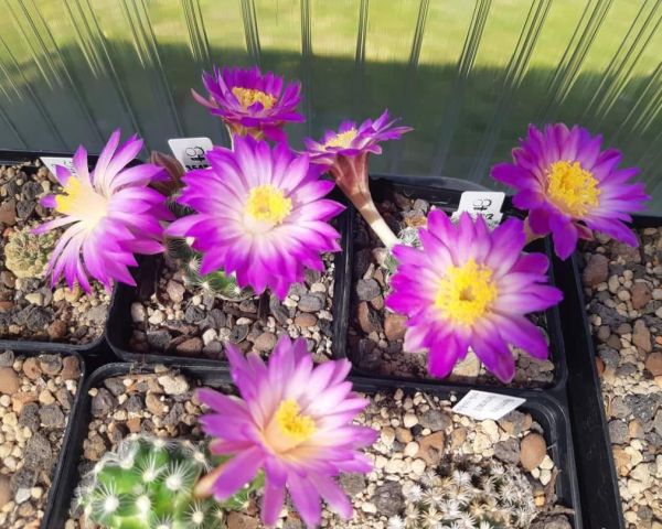 Mammillaria saboae ssp. roczekii