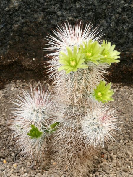 Echinocereus viridiflorus var. canus (Solitario)