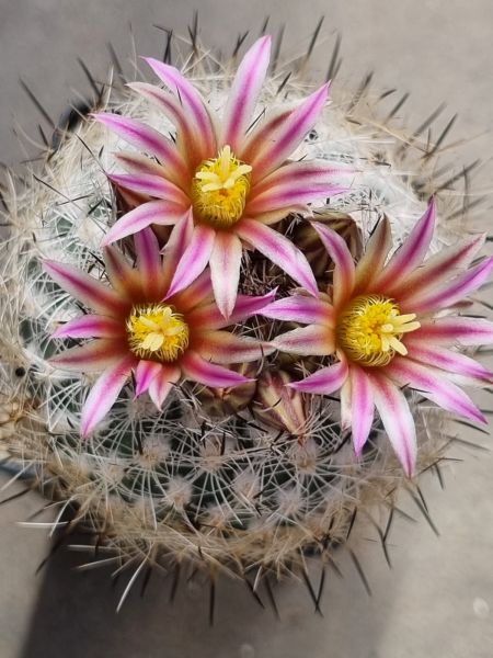 Turbinicarpus zaragosae