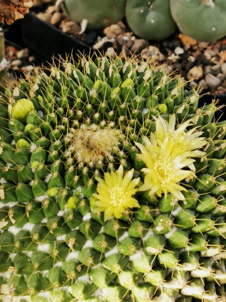 Mammillaria marksiana