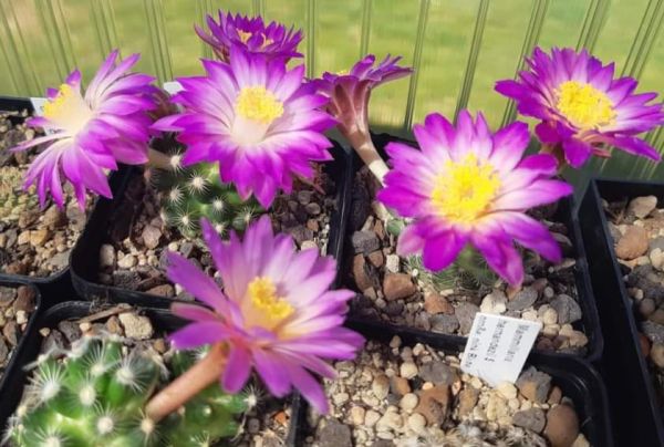 Mammillaria saboae ssp. roczekii