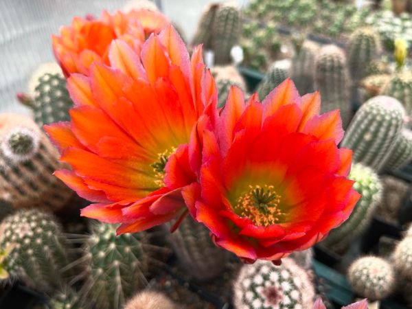 Echinocereus dasyachanthus