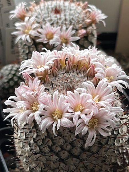 Mammillaria perezdelarosae var.andersoniana