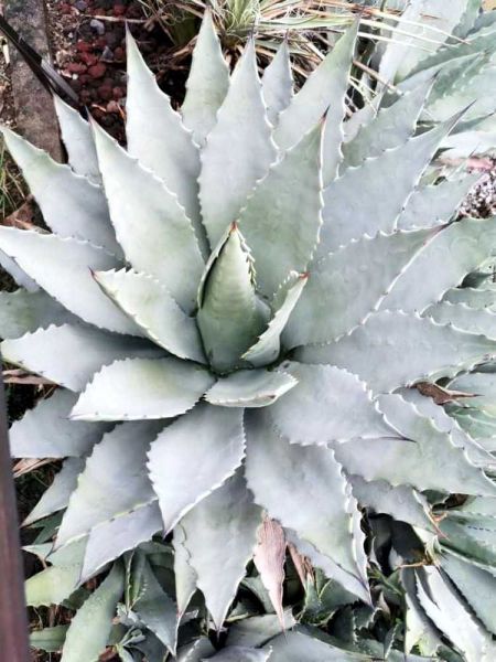 Agave parry