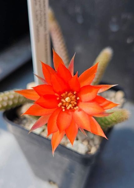 Chamaecereus luisramirezii