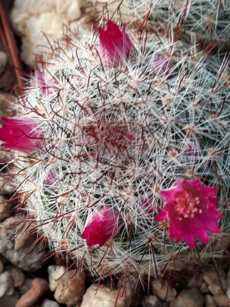 mammillaria-berkiana