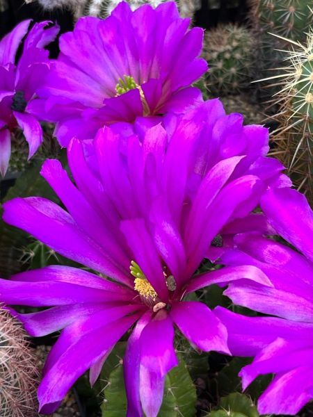 Echinocereus-viereckii-var--morricalii