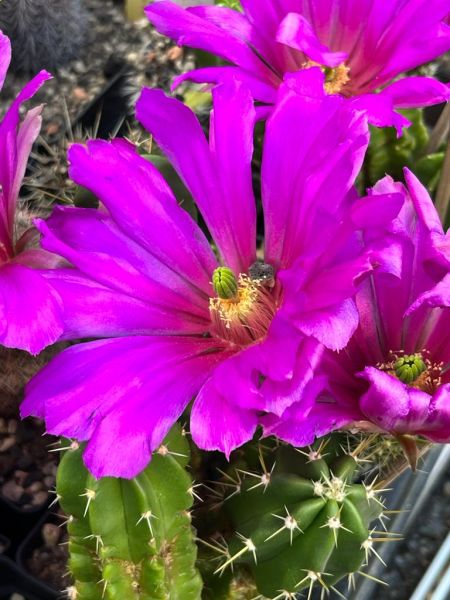 Echinocereus-viereckii-var--morricalii