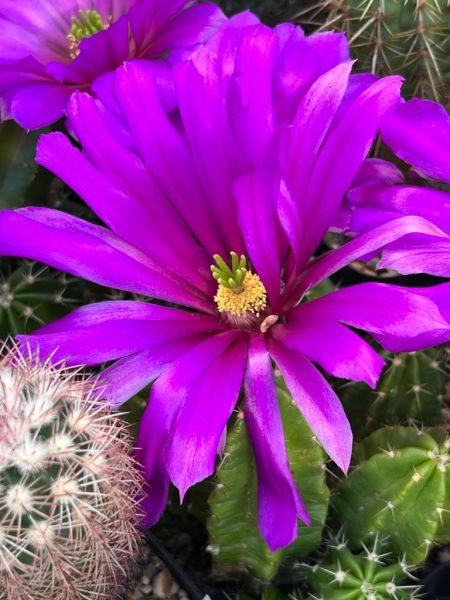 Echinocereus-viereckii-var--morricalii