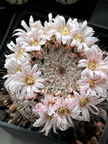 Mammillaria perezdelarosae var.andersoniana