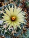 Coryphantha elephantidens subs. greenwoodii