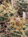 Gymnocalycium armatum JO 600