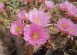 Echinocereus roetterii - Orogrande