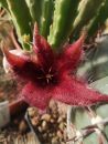 Stapelia hirsuta