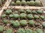 Astrophytum asterias var. nudum