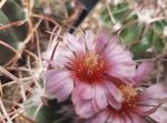 Echinocactus texensis JO 493