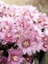 Gymnocalycium bruchii GN280-187