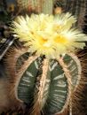 Astrophytum ornatum var. mirabelli