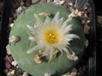 Lophophora diffusa