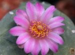 Lophophora jourdaniana