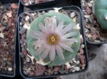 Lophophora koehresii