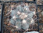 Echinocactus horizontalonius Stahlblau KM 74