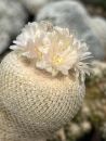 Epithelantha bokei SB416