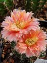 Gymnocalycium hybrid austria gold x baldianum